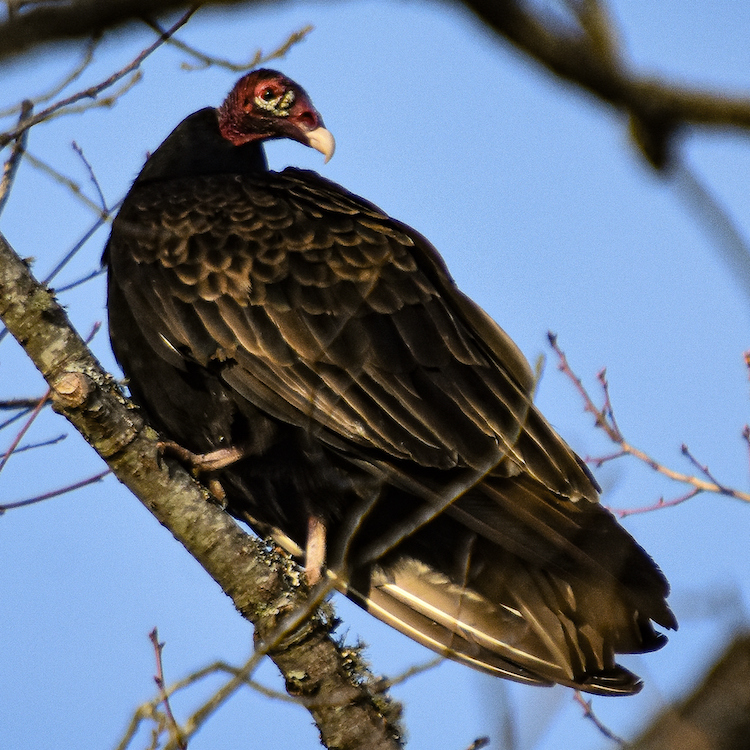 Avian influenza confirmed in non-commercial birds in Henry County